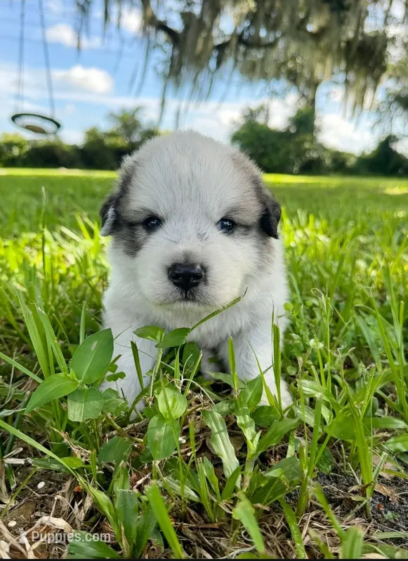 Green Boy – Great Pyrenees puppy for sale in Webster, FL
