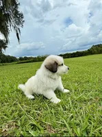 Orange Boy, a male Great Pyrenees for sale in Webster, FL – 5 of 10