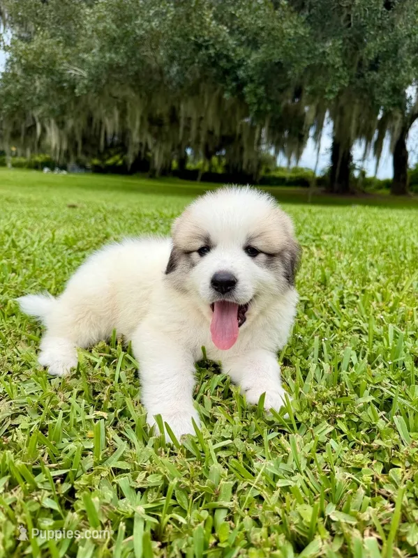 Purple Boy – Great Pyrenees puppy for sale in Webster, FL
