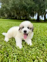 Purple Boy, a male Great Pyrenees for sale in Webster, FL – 1 of 9