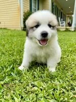Purple Boy, a male Great Pyrenees for sale in Webster, FL – 2 of 9