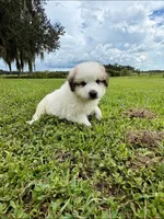 Orange Boy, a male Great Pyrenees for sale in Webster, FL – 9 of 10