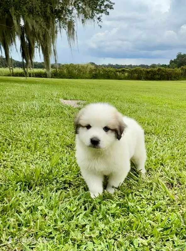 Orange Boy – Great Pyrenees puppy for sale in Webster, FL