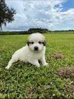 Orange Boy, a male Great Pyrenees for sale in Webster, FL – 2 of 10