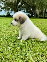 Purple Boy, a male Great Pyrenees for sale in Webster, FL – 6 of 9