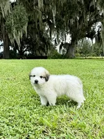 Orange Boy, a male Great Pyrenees for sale in Webster, FL – 10 of 10