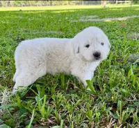 Yellow Boy, a male Great Pyrenees for sale in Webster, FL – 2 of 2