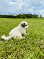 Orange Boy, a male Great Pyrenees for sale in Webster, FL – 4 of 10