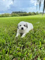Blue Boy, a male Great Pyrenees for sale in Webster, FL – 3 of 9