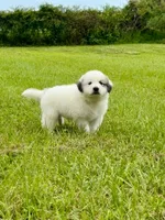 Blue Boy, a male Great Pyrenees for sale in Webster, FL – 5 of 9