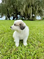 Blue Boy, a male Great Pyrenees for sale in Webster, FL – 9 of 9