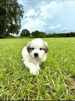 Green Boy, a male Great Pyrenees for sale in Webster, FL – 4 of 8