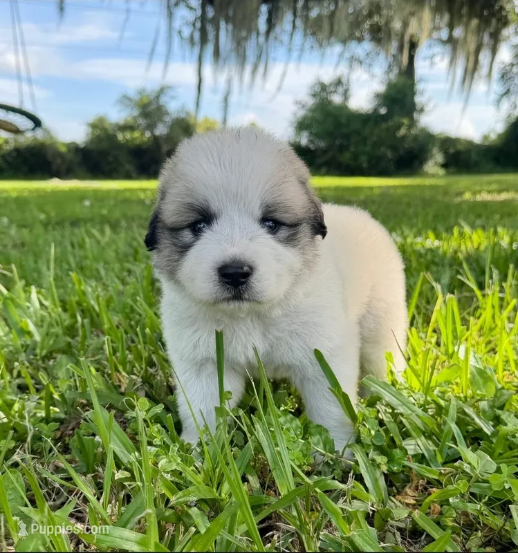 Purple Boy – Great Pyrenees puppy for sale in Webster, FL