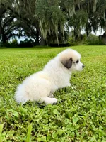 Purple Boy, a male Great Pyrenees for sale in Webster, FL – 7 of 9