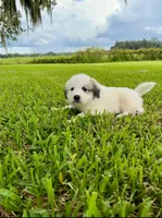 Blue Boy, a male Great Pyrenees for sale in Webster, FL – 4 of 9
