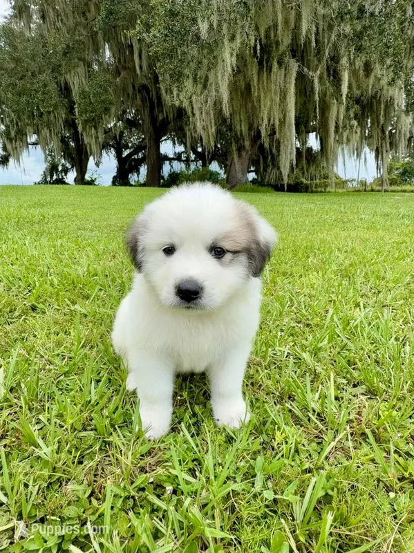 Blue Boy – Great Pyrenees puppy for sale in Webster, FL