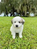 Blue Boy, a male Great Pyrenees for sale in Webster, FL – 1 of 9