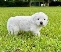 Red Boy, a male Great Pyrenees for sale in Webster, FL – 2 of 3