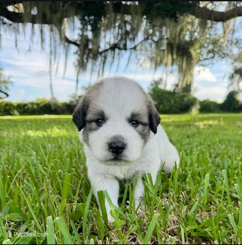 Brown Boy – Great Pyrenees puppy for sale in Webster, FL