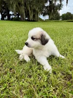 Blue Boy, a male Great Pyrenees for sale in Webster, FL – 6 of 9