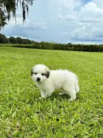 Orange Boy, a male Great Pyrenees for sale in Webster, FL – 7 of 10
