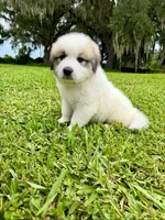 Purple Boy, a male Great Pyrenees for sale in Webster, FL – 4 of 9
