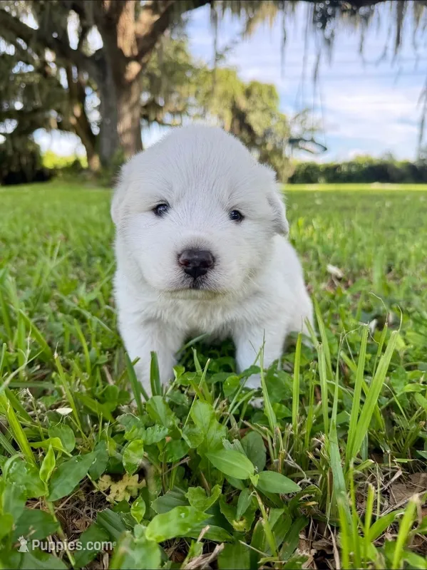 Red Boy – Great Pyrenees puppy for sale in Webster, FL