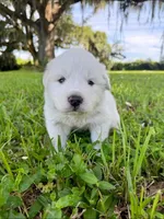 Red Boy, a male Great Pyrenees for sale in Webster, FL – 1 of 3