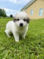 Green Boy, a male Great Pyrenees for sale in Webster, FL – 7 of 8