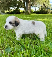 Brown Boy, a male Great Pyrenees for sale in Webster, FL – 2 of 3