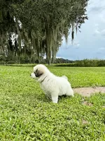 Orange Boy, a male Great Pyrenees for sale in Webster, FL – 8 of 10