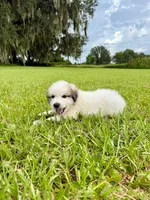 Green Boy, a male Great Pyrenees for sale in Webster, FL – 8 of 8
