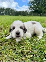 Brown Boy, a male Great Pyrenees for sale in Webster, FL – 3 of 3