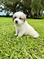 Purple Boy, a male Great Pyrenees for sale in Webster, FL – 5 of 9