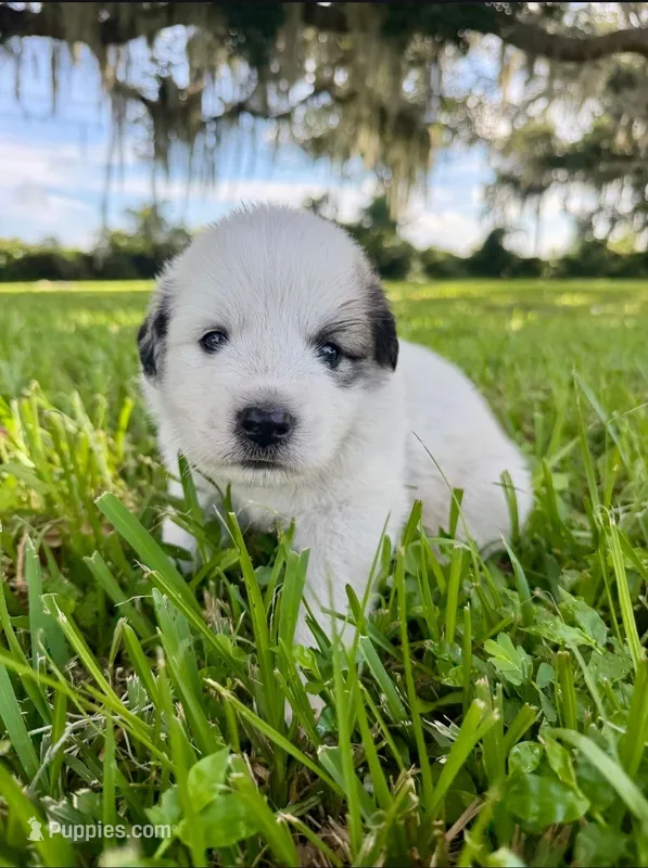 Blue Boy – Great Pyrenees puppy for sale in Webster, FL