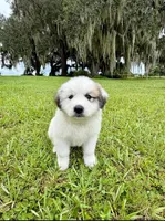 Blue Boy, a male Great Pyrenees for sale in Webster, FL – 7 of 9