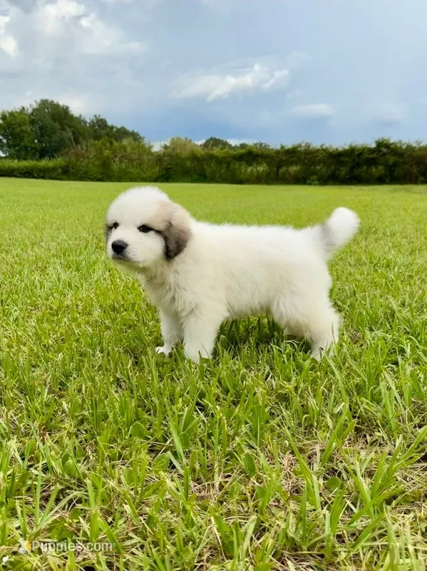 Green Boy – Great Pyrenees puppy for sale in Webster, FL