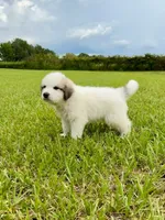 Green Boy, a male Great Pyrenees for sale in Webster, FL – 1 of 8