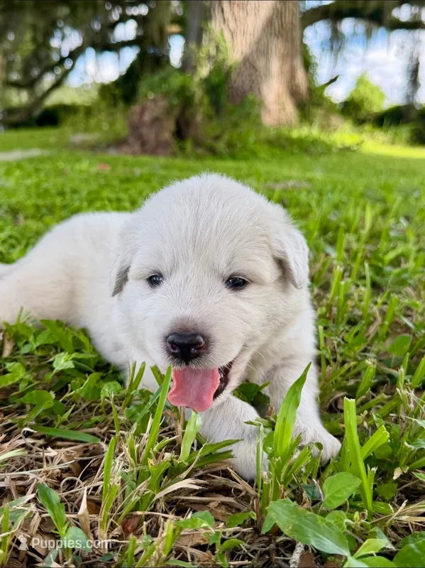 Light Blue Boy – Great Pyrenees puppy for sale in Webster, FL