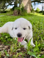 Ghost, a male Great Pyrenees for sale in Webster, FL – 1 of 3