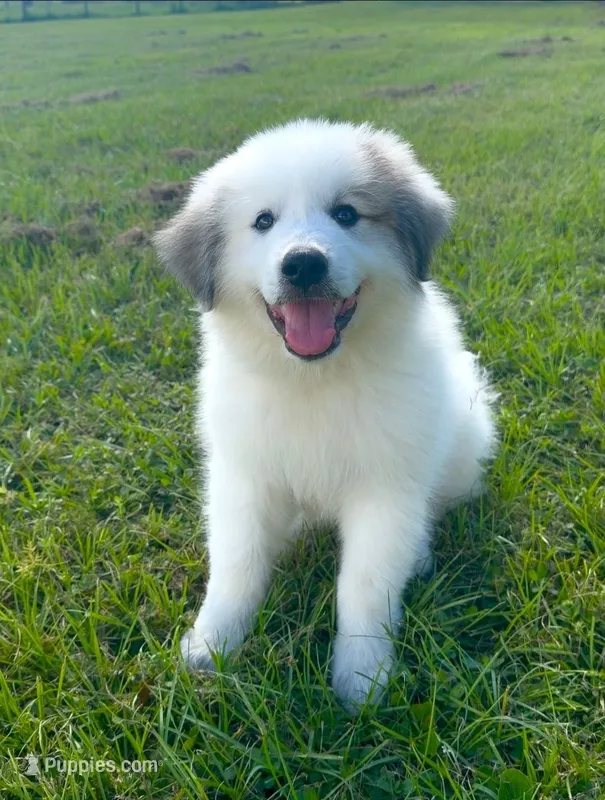 Blue Boy – Great Pyrenees puppy for sale in Webster, FL