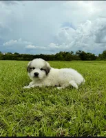 Green Boy, a male Great Pyrenees for sale in Webster, FL – 2 of 8