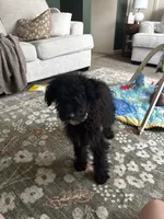 Bea, a female Miniature Aussiedoodle for sale in Wilmore, KY – 3 of 3