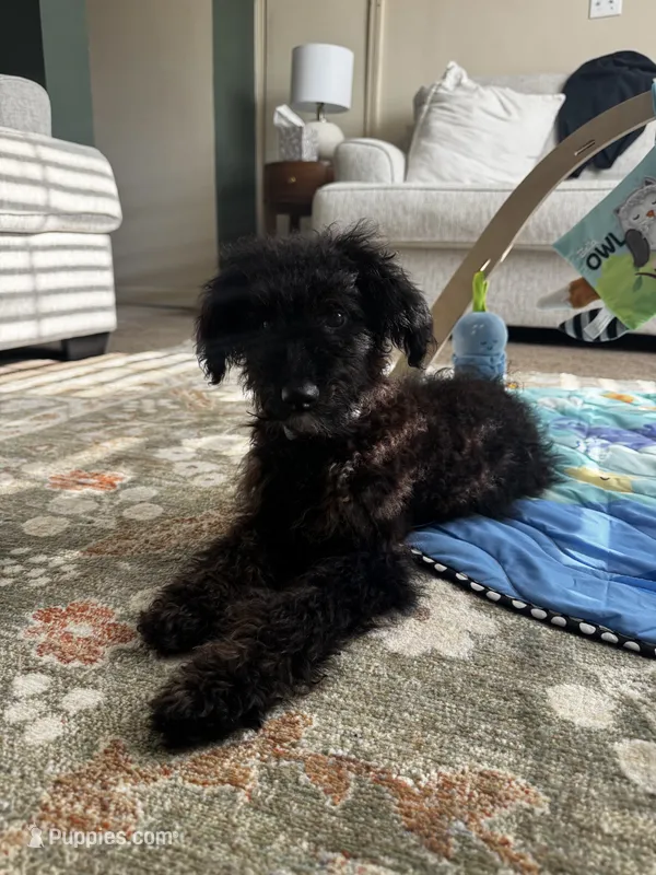 Bea – Miniature Aussiedoodle puppy for sale in Wilmore, KY
