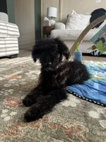Bea, a female Miniature Aussiedoodle for sale in Wilmore, KY – 1 of 3