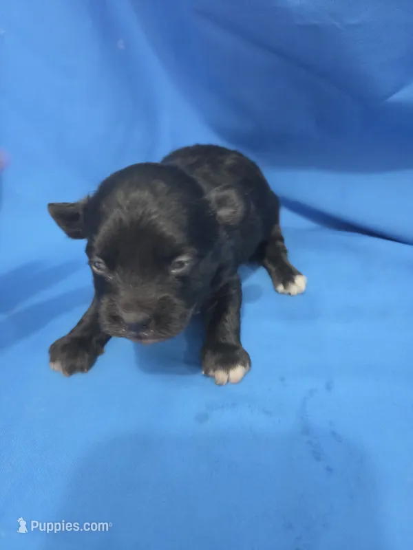 Maltipoo boy 1 – Maltipoo puppy for sale in Pana, IL