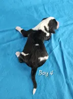 processed/bbefaa76-7e9a-470a-a613-47832ee7649e/listing/0e791d8d-1750-422e-9737-3ce12735fae1/211adf4d-df8f-4289-a9e4-b568cb41b2f5