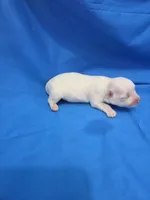 Girl 2, a female Maltese for sale in Pana, IL – 2 of 3