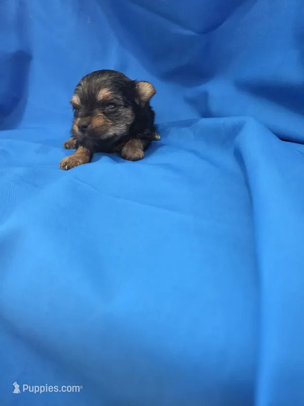 Boy 1  – Yorkipoo puppy for sale in Pana, IL