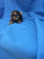 Boy 1 , a male Yorkipoo for sale in Pana, IL – 1 of 4
